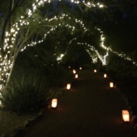 Lighting a Palo Verde